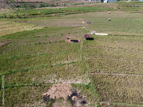 aerial panorama of after harvest agrarian rice fields landscape in the village of kendal , Central Java, like a terraced rice fields ubud Bali Indonesia photo