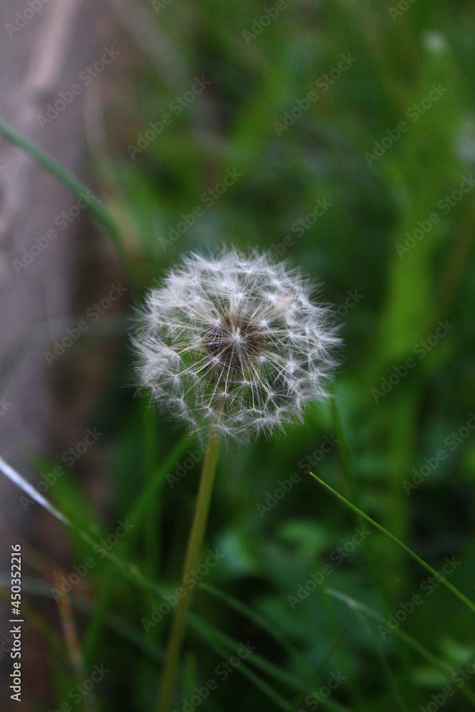 Fototapeta premium dandelion blowball in the grass