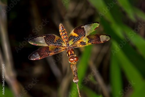 Eastern amberwing photo