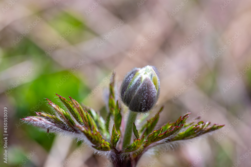 Pulsatilla alpina growing in mountains, macro Pulsatilla alpina growing in mountains, macro