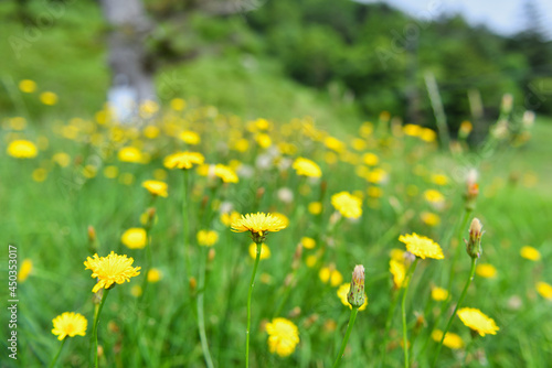 高原に咲き誇るブナ田（タンポポモドキ） © K.Imai