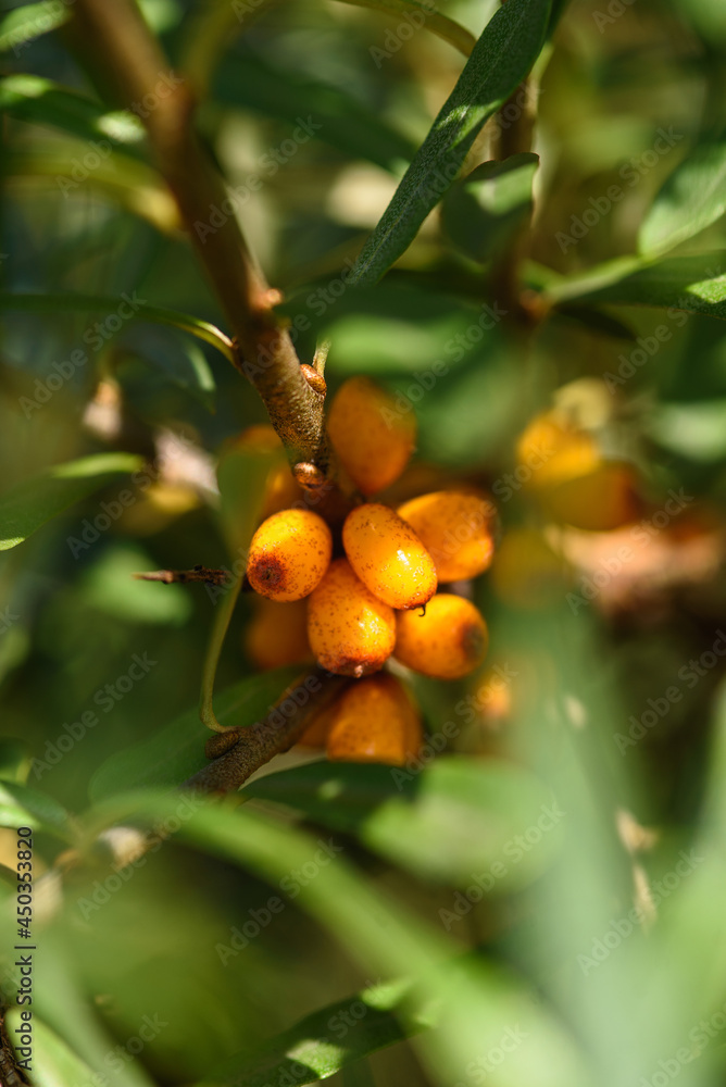 Agriculture. Bush of ripe sea buckthorn close up.