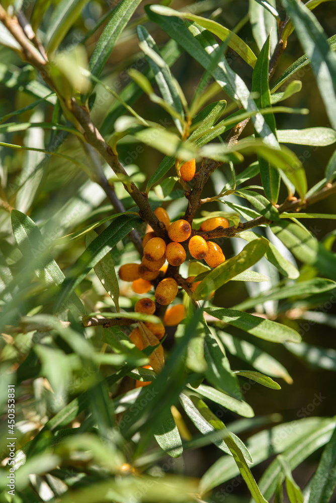 Agriculture. Bush of ripe sea buckthorn close up.