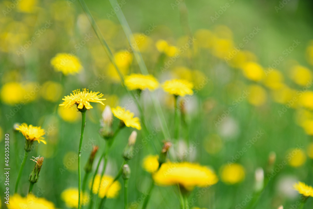 Obraz premium 高原に咲き誇るブタナ(タンポポモドキ)