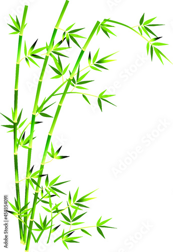 simple vector green bamboo. Flat line design. Set of elegant floral elements for graphic and web design. Decorative vintage line elements collection. Vector illustration © Tnh