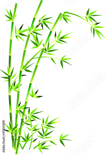 simple vector green bamboo. Flat line design. Set of elegant floral elements for graphic and web design. Decorative vintage line elements collection. Vector illustration