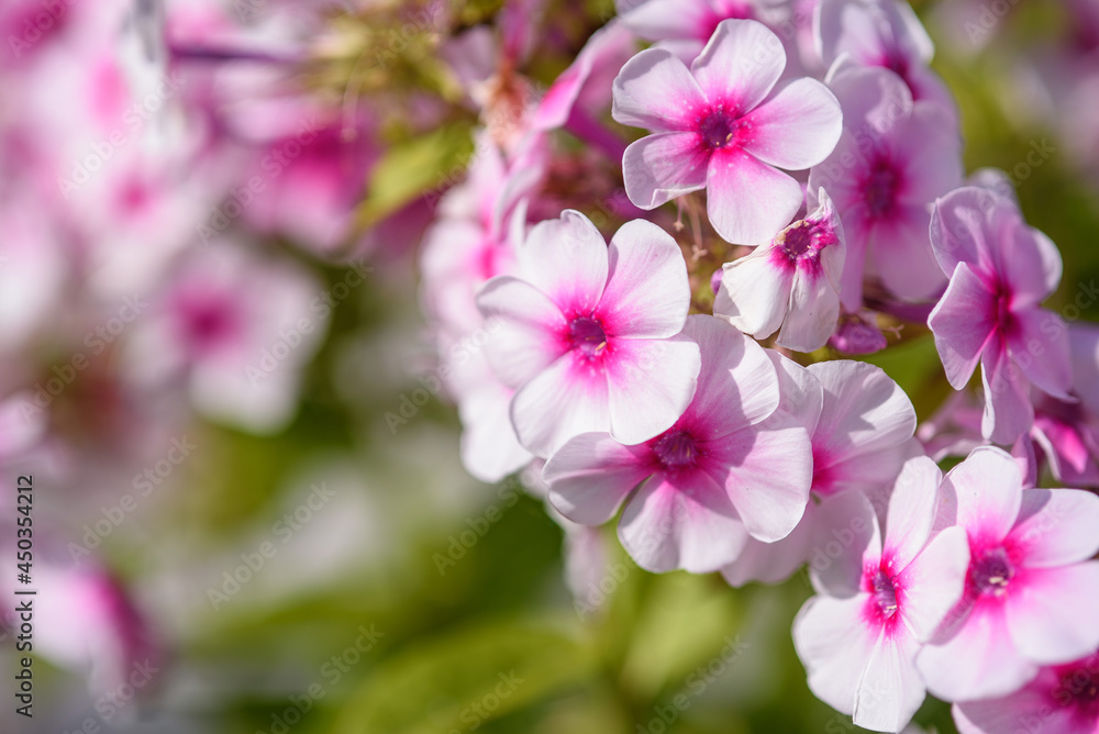 Obraz premium Close up of phlox flowers in garden