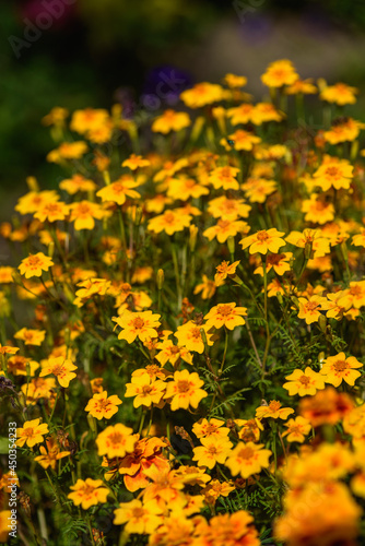 Close up of marigolds flowers