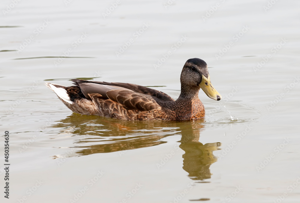 wild waterfowl ducks in nature, ducks in their natural habitat wild waterfowl ducks in nature, ducks in their natural habitat