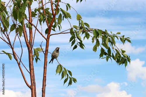 bird on a tree