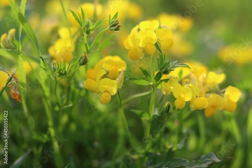 yellow flowers