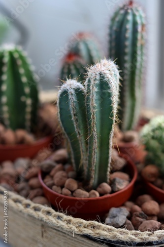 cactus in a pot