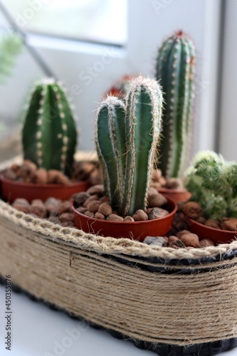 cactus in a pot