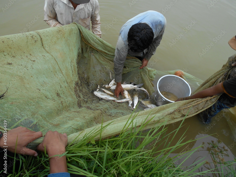 catla carp fish caught in fishing net big carp fish catching in India