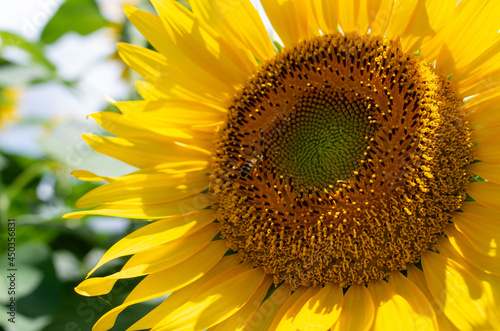 ひまわりのクローズアップ