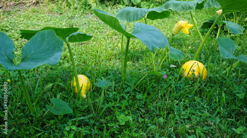 Dynia (Cucurbita L.) – rodzaj roślin jednorocznych z rodziny dyniowatych obejmujący około 20 gatunków. W stanie dzikim występują w strefach klimatu ciepłego Ameryki. 