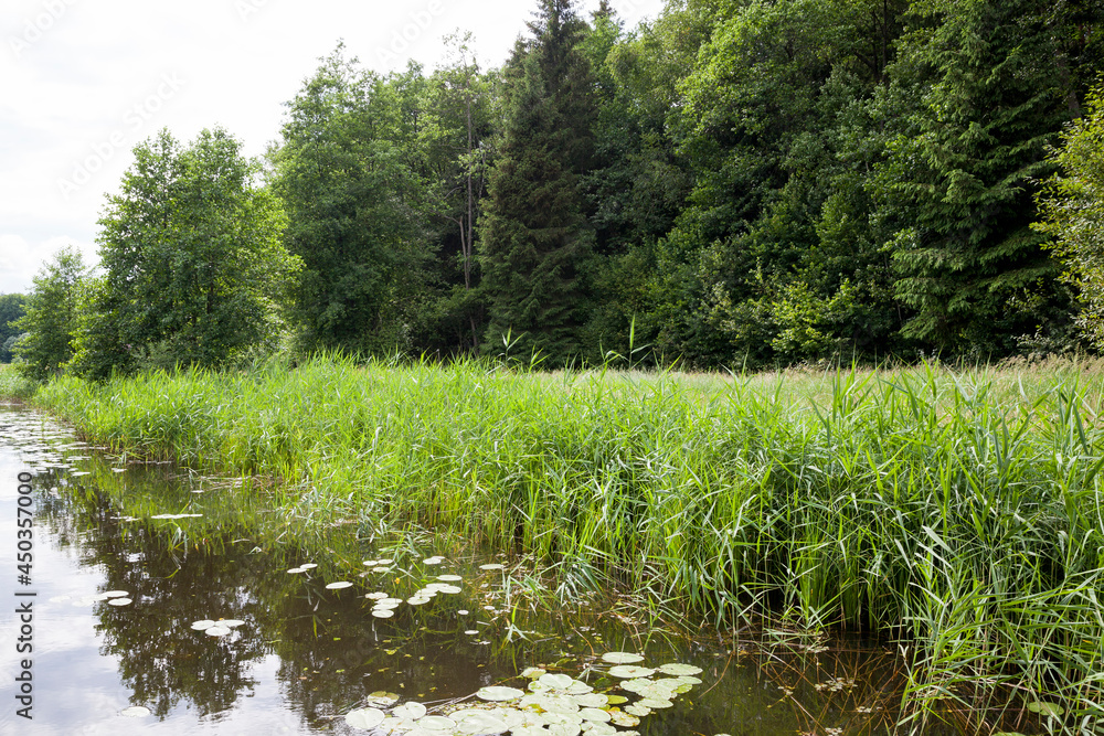 old lake with growing water lilies old lake with growing water lilies