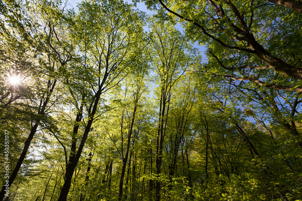 green poplars in the spring season in the forest green poplars in the spring season in the forest