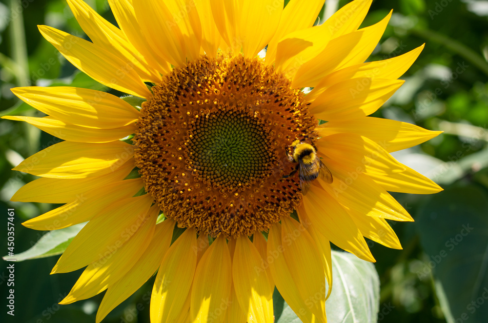 Fototapeta premium ひまわりのクローズアップ