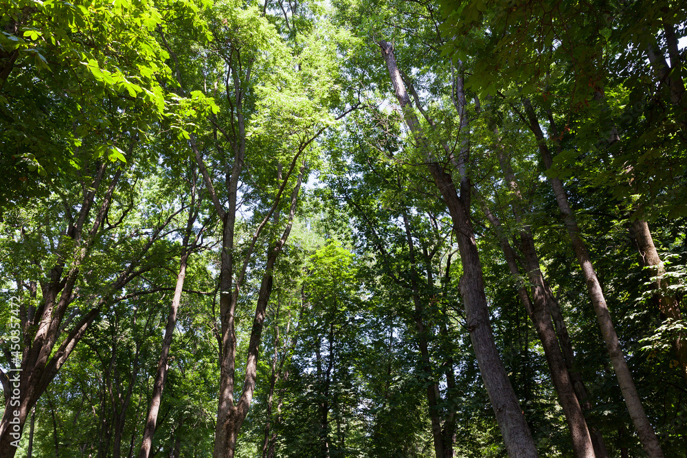 trees covered with green foliage in summer trees covered with green foliage in summer