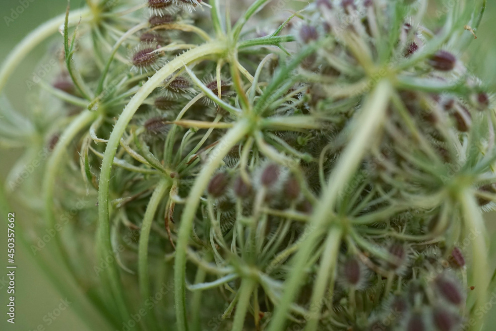 White wildflower-Wild carrot, birds nest, daucus carota White wildflower-Wild carrot, birds nest, daucus carota