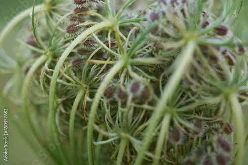 White wildflower-Wild carrot, birds nest, daucus carota     