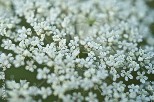 White wildflower-Wild carrot, birds nest, daucus carota     