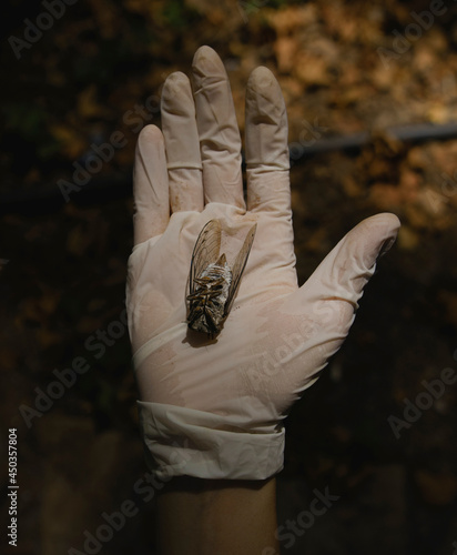 hands of a person holding a dead moth