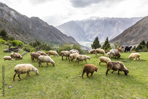 Sheep grazing on green mountain meadow. High quality photo