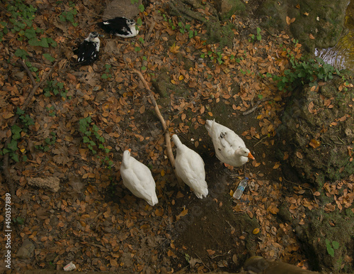 a flock of ducks
