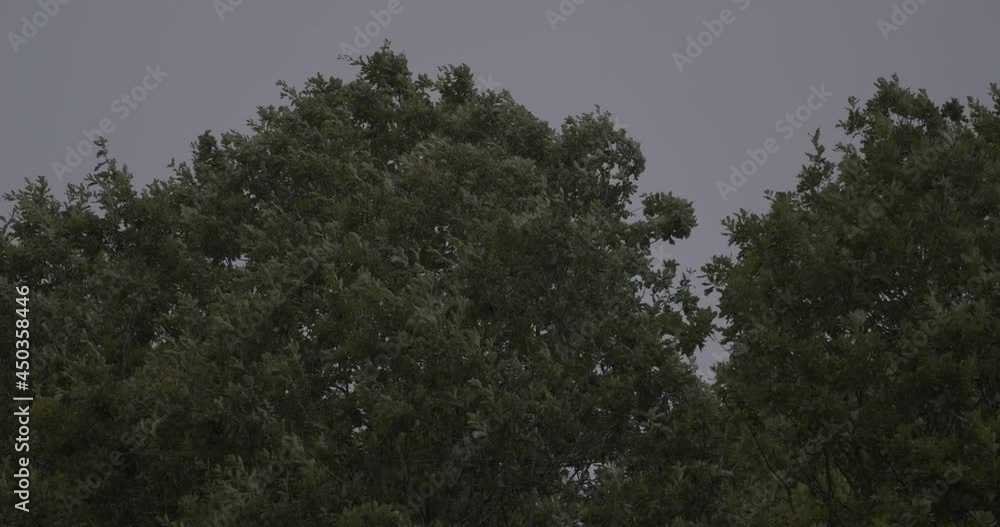 Trees swaying in wind in slow motion on overcast day Trees swaying in wind in slow motion on overcast day