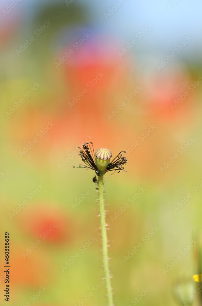 Decaying Poppy head with a muted background Decaying Poppy head with a muted background