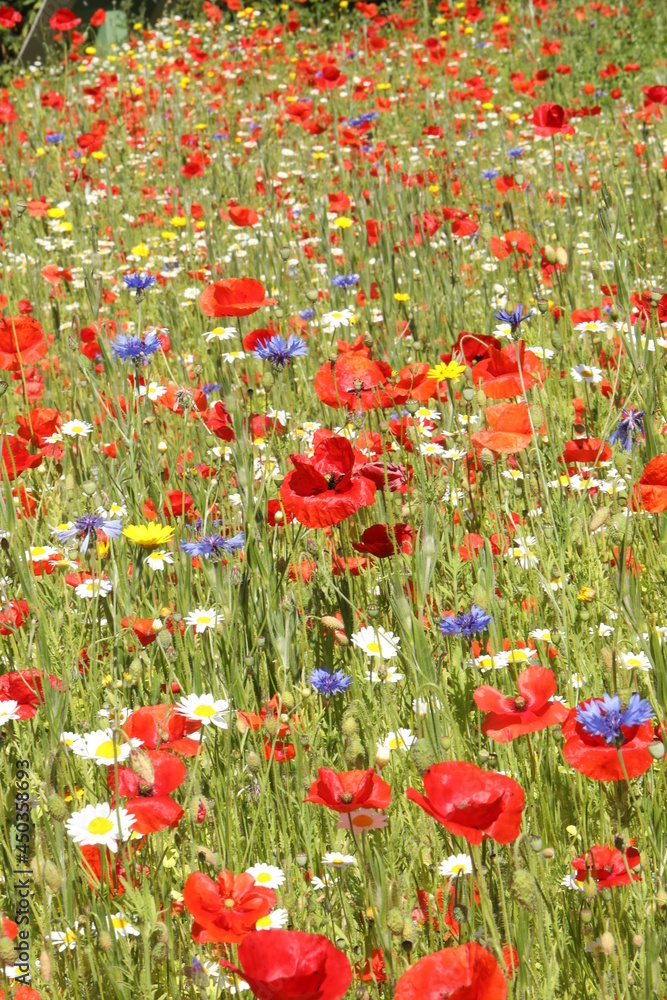 Fototapeta premium Wildflower meadow