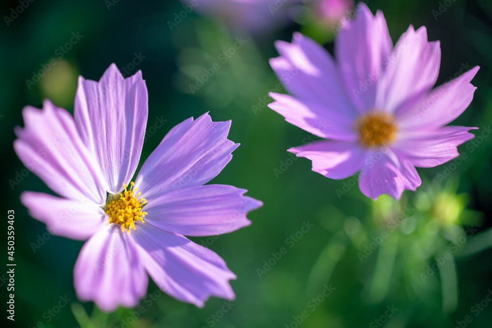 Fototapeta premium コスモス