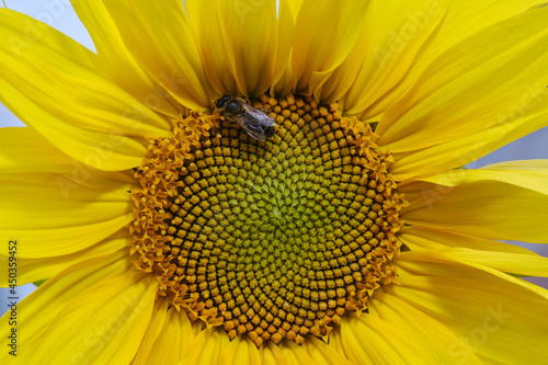 Close up of Bee on a yellow sunflower. Sunflower blooming. Insects frolic on colorful flowers to suck nectar. Shallow depth of field