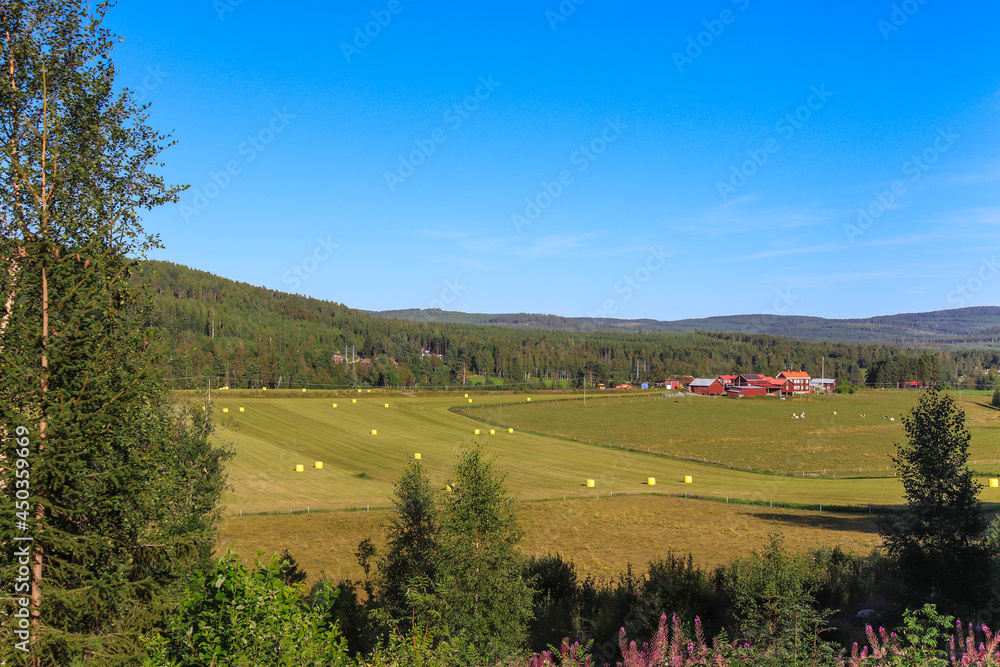 Fototapeta premium Yellow plactic wrapped silage bales on a meadow in a sunny summer day