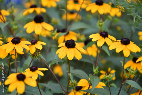 The yellow flower Rudbeckia triloba (Latin. Rudbeckia triloba) blooms in a summer garden 