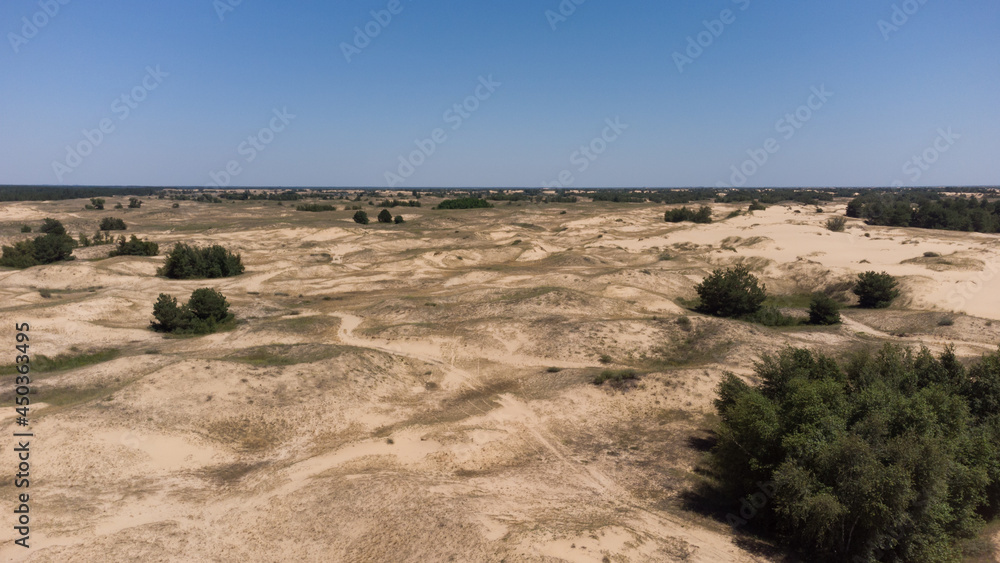 Yellow sand dunes in the desert with bushes and trees. Biggest desert in Europe Oleshkovsky sands, Kherson region, Ukraine