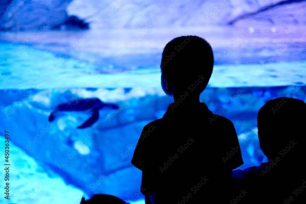 silhouette boy is seeing a turtle in aquarium