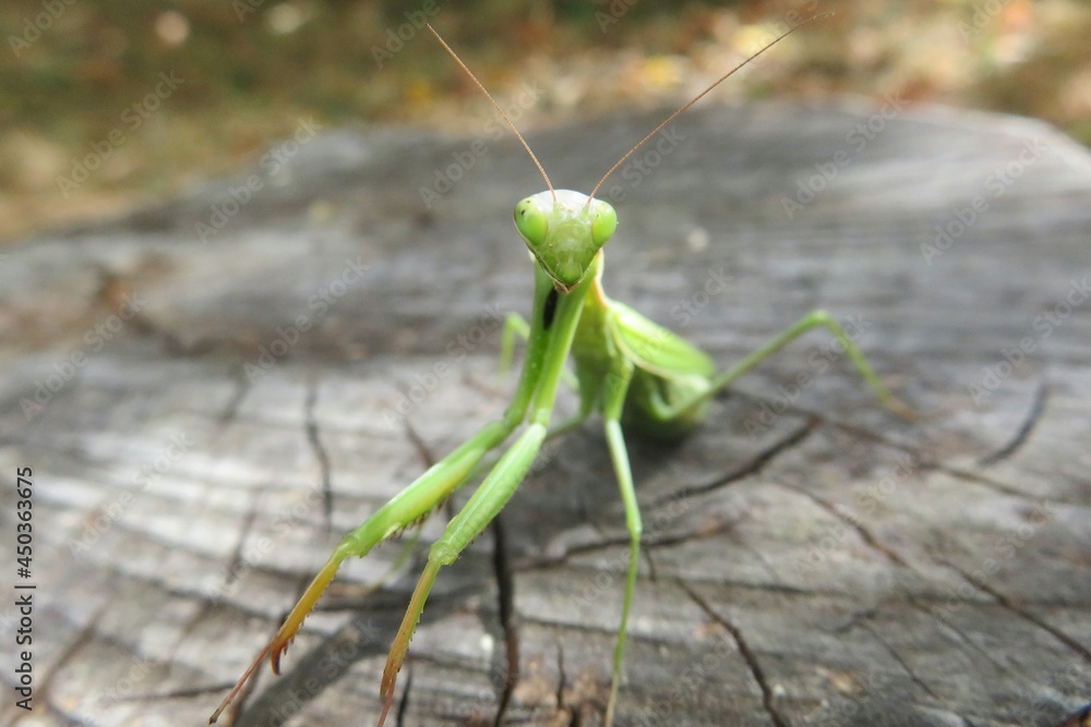 Green mantis on stump in the garden, closeup