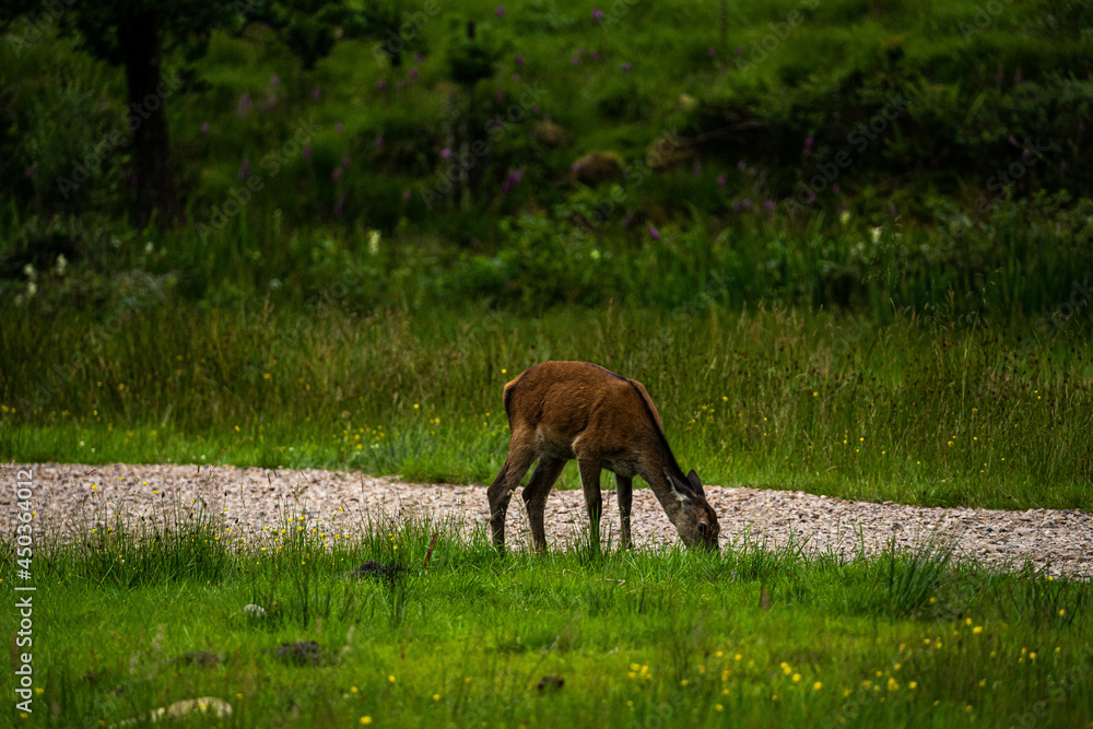 A female Red Deer grazing on the short park grass.