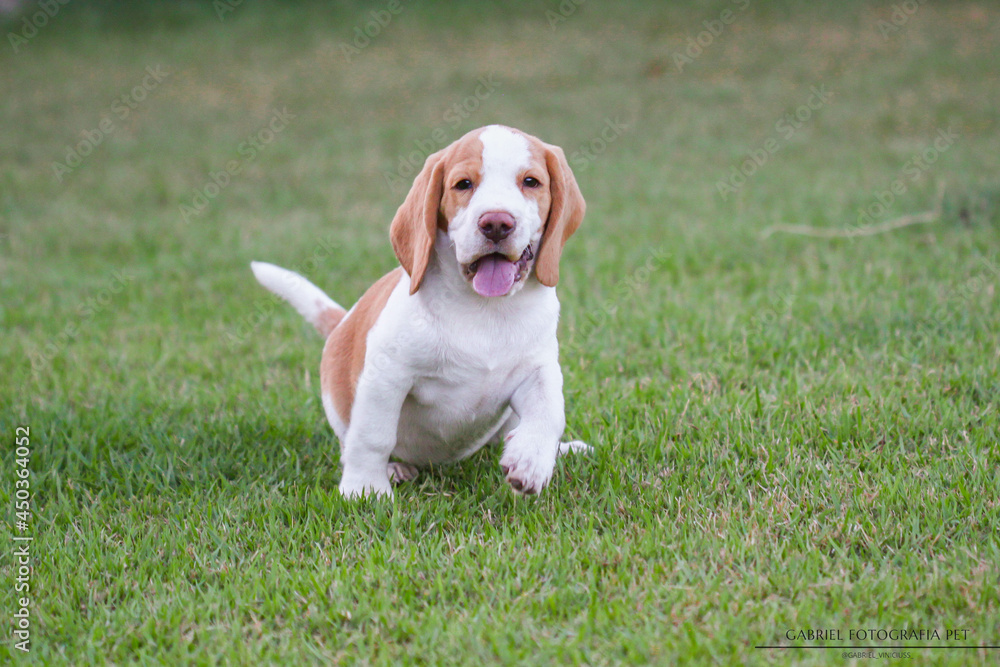 beagle dog playing in a green field with its puppy.