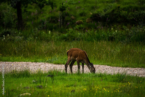 Obraz na płótnie A female Red Deer grazing on the short park grass.
w salonie