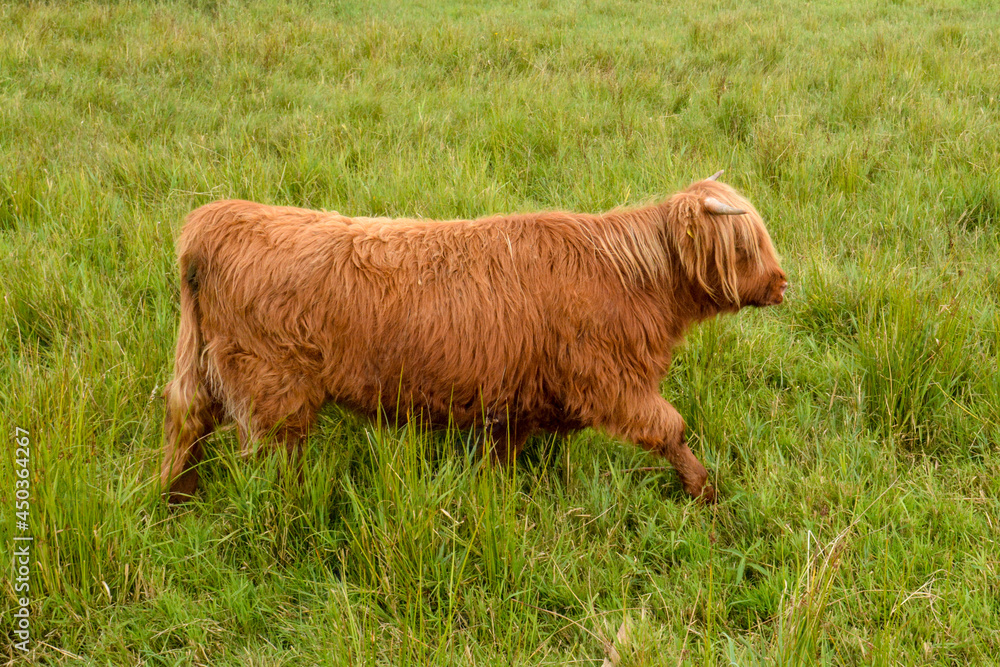 Tiere aus der Landwirtschaft in der Natur Stock Photo | Adobe Stock
