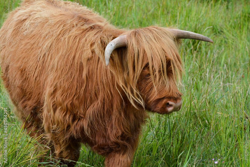 Tiere aus der Landwirtschaft in der Natur Stock Photo | Adobe Stock