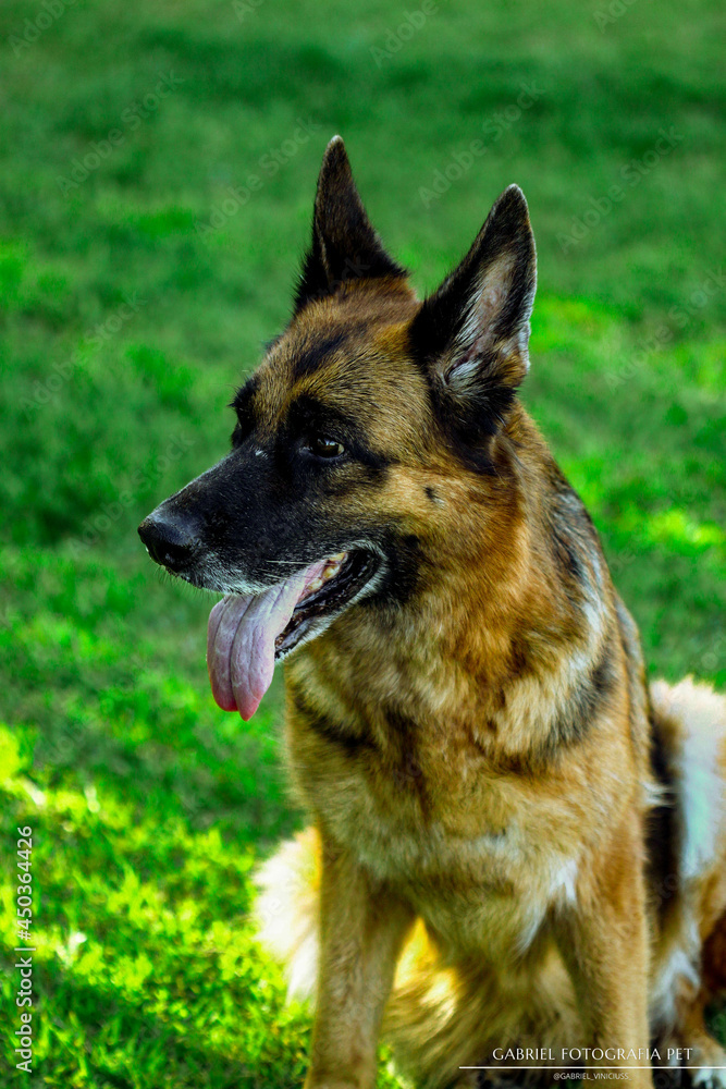 German shepherd dog playing and running in a green area.