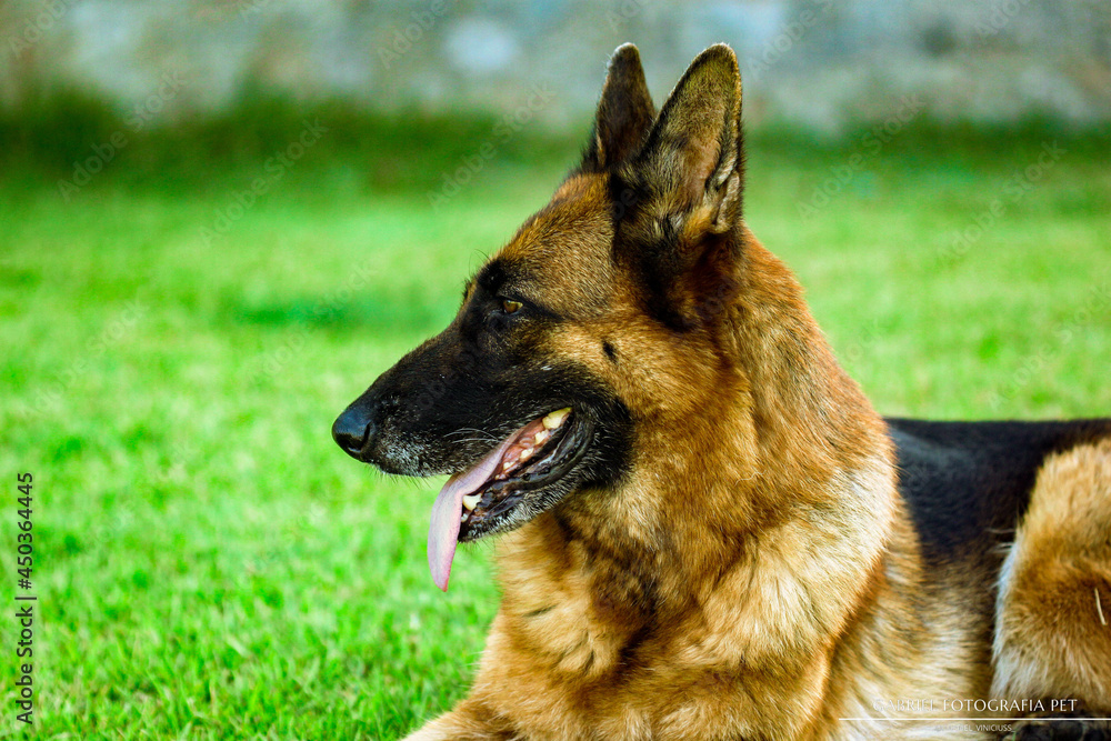 German shepherd dog playing and running in a green area. German shepherd dog playing and running in a green area.