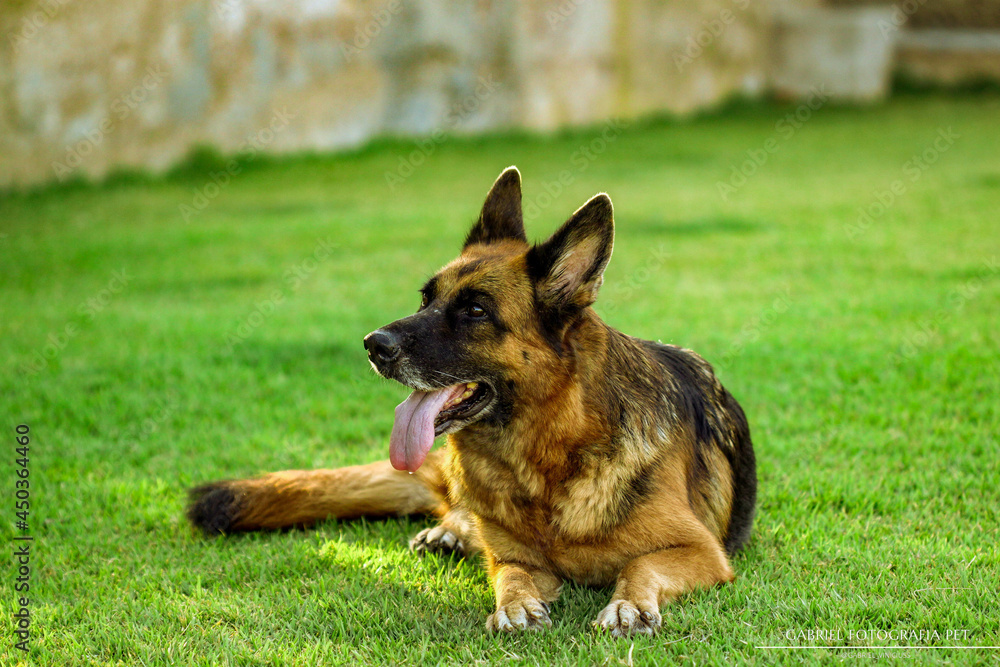 German shepherd dog playing and running in a green area. German shepherd dog playing and running in a green area.