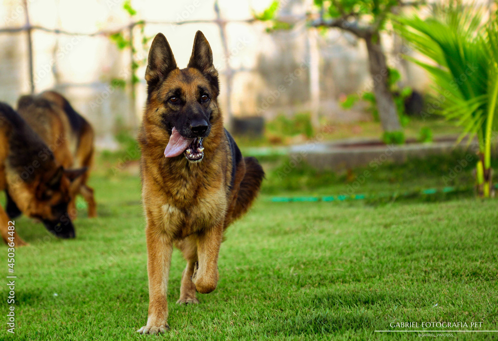German shepherd dog playing and running in a green area. German shepherd dog playing and running in a green area.