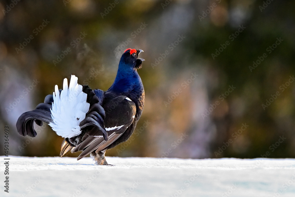 Black grouse is calling competitors to jousting.. Black grouse is calling competitors to jousting..